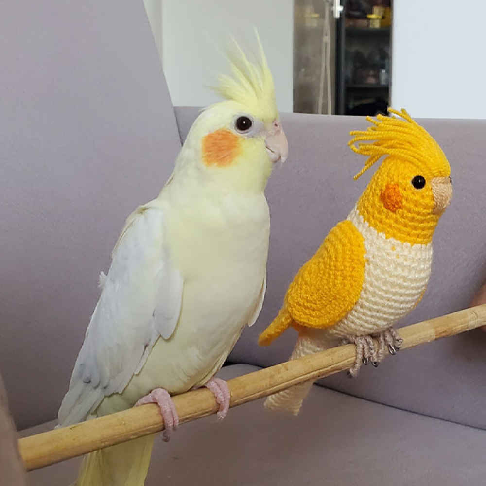 Price and Buy Amigurumi Stuffed Cockatiel Bird – Handmade Crochet Bird Plush Toy | Soft & Charming - Image 3