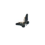 Price and Buy Butterfly Brooch in Navy Blue – Perfect for Dresses, Shawls & Coats - Image 3