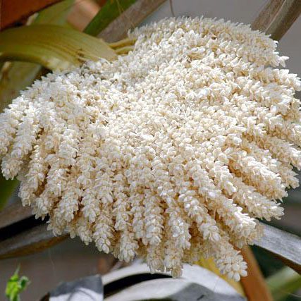 Price and Buy Date Palm Pollen – Fertility Booster, 250 Gram - Image 3