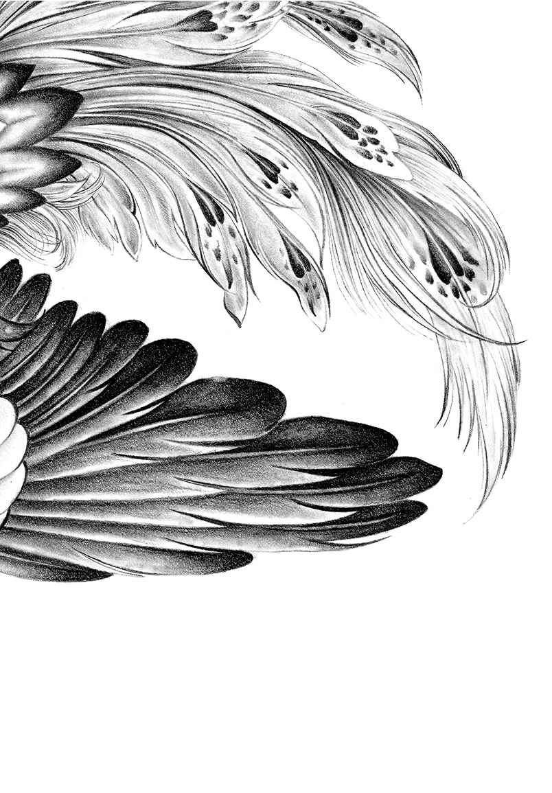 Price and Buy Drawing Methods of Birds in Miniature Painting - Image 7