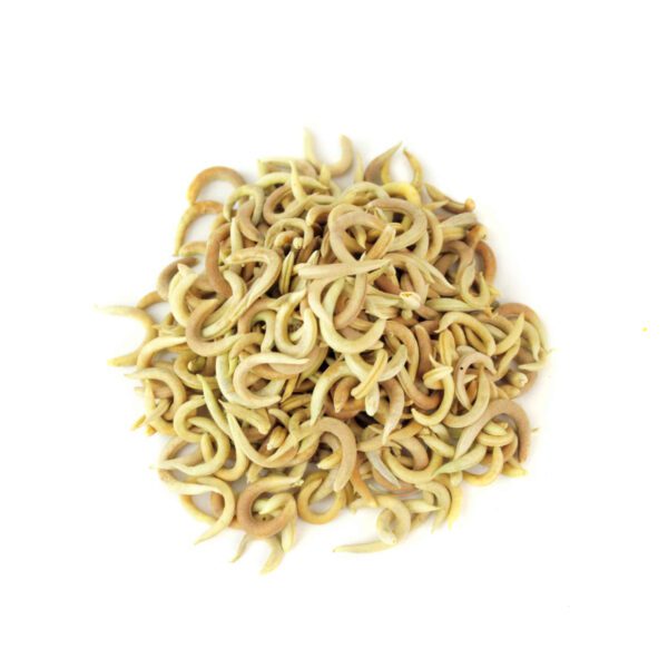 Price and Buy Dried Astragalus Hamosus Seedpods / Hairy Vetchling – 500g_68fd7aaca7ea3.jpeg Price and Buy Dried Astragalus Hamosus Seedpods / Hairy Vetchling – 500g