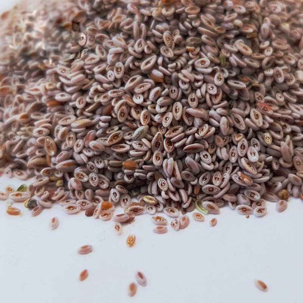 Price and Buy Dried Ispaghula Seeds (Psyllium) – 600 Gram_68f4b7fe174cc.jpeg Price and Buy Dried Ispaghula Seeds (Psyllium) – 600 Gram