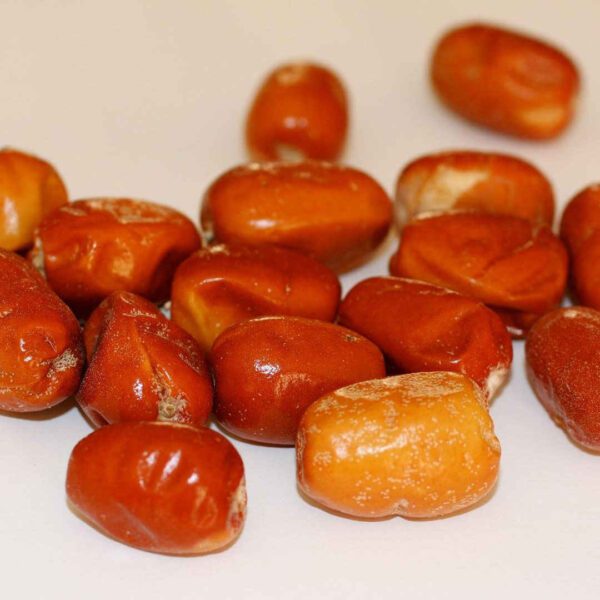 Price and Buy Dried Oleaster (Russian Olive Fruits) – 2500 grams_68f4b382d6ae5.jpeg Price and Buy Dried Oleaster (Russian Olive Fruits) – 2500 grams