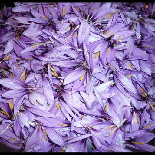 Price and Buy Dried Persian Saffron Petals 500 Gram_68f4b3af1fd1e.jpeg Price and Buy Dried Persian Saffron Petals 500 Gram