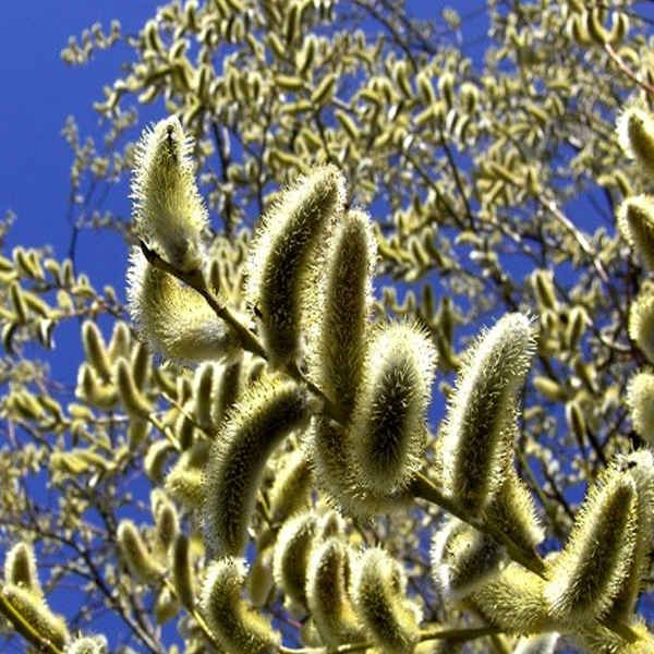 Price and Buy Dried Pussy Willow – 100% Natural & Organic - Image 3