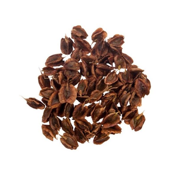Price and Buy Dried Rhubarb Seeds – 750g Premium Quality Planting Seeds_68f4b379d1549.jpeg Price and Buy Dried Rhubarb Seeds – 750g Premium Quality Planting Seeds