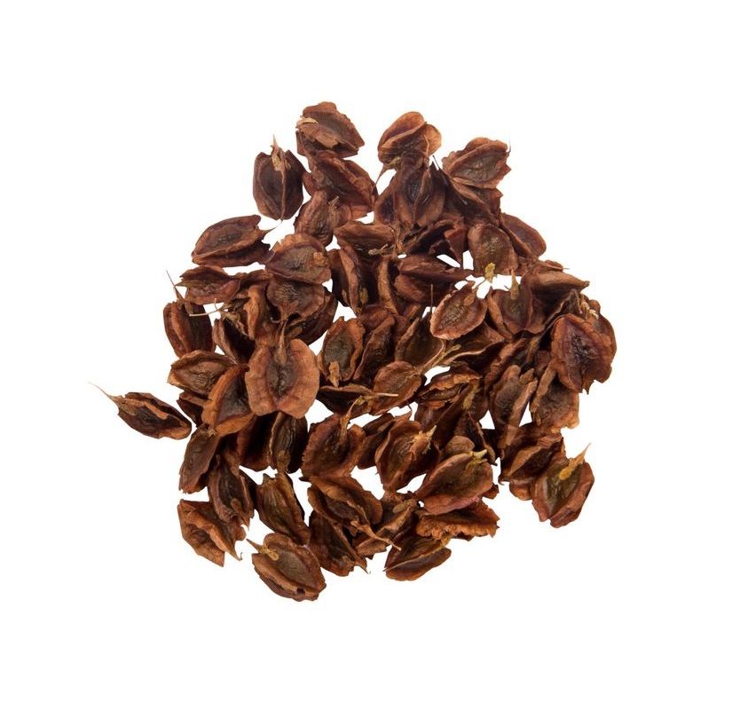 Price and Buy Dried Rhubarb Seeds – 750g Premium Quality Planting Seeds