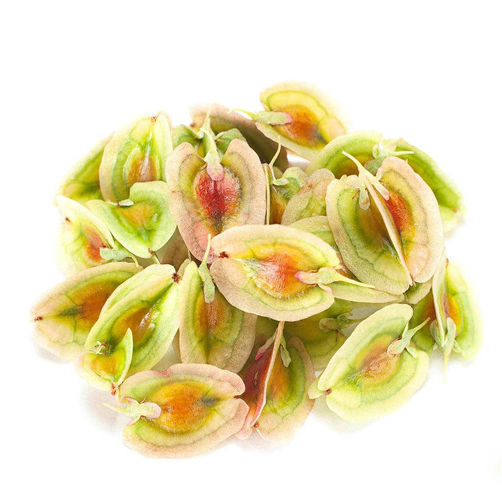 Price and Buy Dried Rhubarb Seeds – 750g Premium Quality Planting Seeds - Image 3