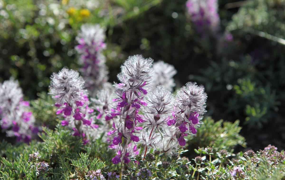 Price and Buy Dried Stachys lavandulifolia Chaye-e-Kohi 800 Gram - Image 4