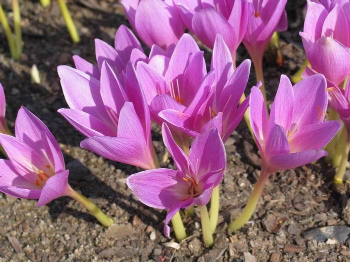 Price and Buy Dried Suranjan Sweet Colchicum – 100g Premium Herbal Remedy - Image 3