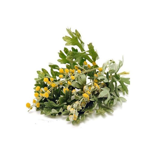 Price and Buy Dried Wormwood (Artemisia absinthium) – 600g Premium Herbal Bitter_68f4b80f69bfe.jpeg Price and Buy Dried Wormwood (Artemisia absinthium) – 600g Premium Herbal Bitter