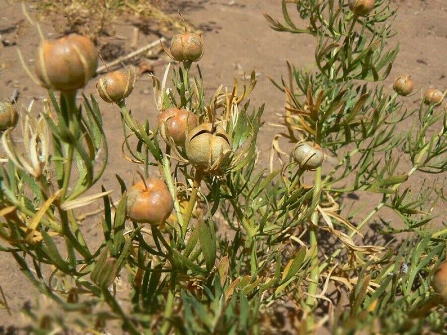 Price and Buy Espand (Syrian Rue) – 500 Gram - Image 3