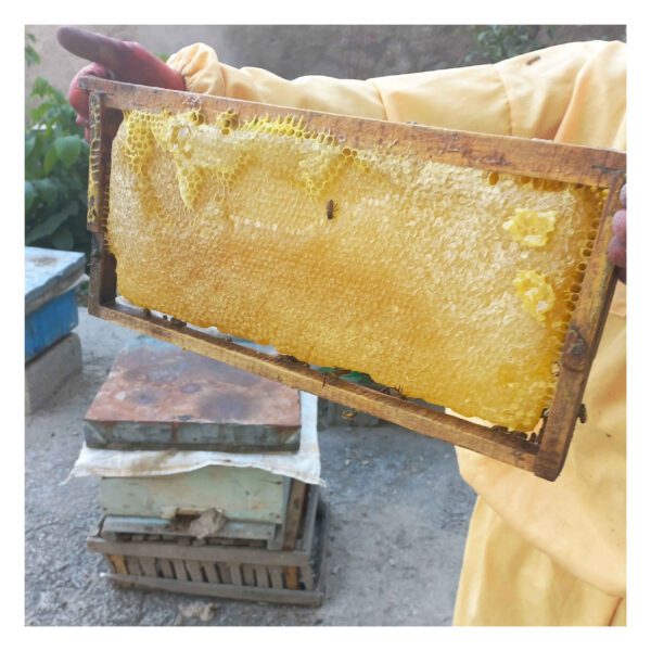 Price and Buy Iranian Sabalan Honey – Pure Sweetness from the Sabalan Mountains (1000g)_68fe59c5e706b.jpeg Price and Buy Iranian Sabalan Honey – Pure Sweetness from the Sabalan Mountains (1000g)