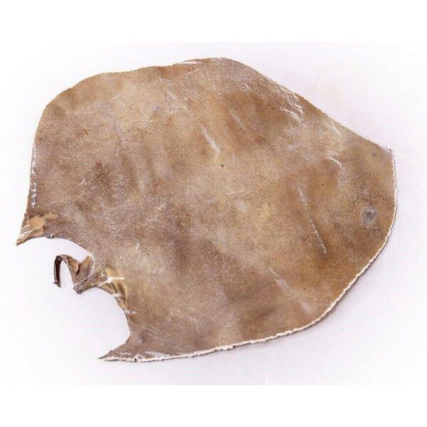 Price and Buy Natural Camel Skin For Persian Tombak_68f2fc90dfaae.jpeg Price and Buy Natural Camel Skin For Persian Tombak