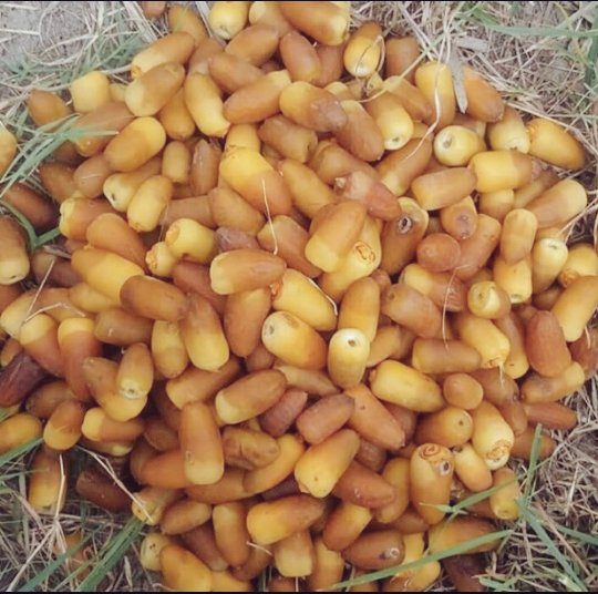 Price and Buy Organic Iranian Al-Mehteri Dried Dates – 2000 grams - Image 3