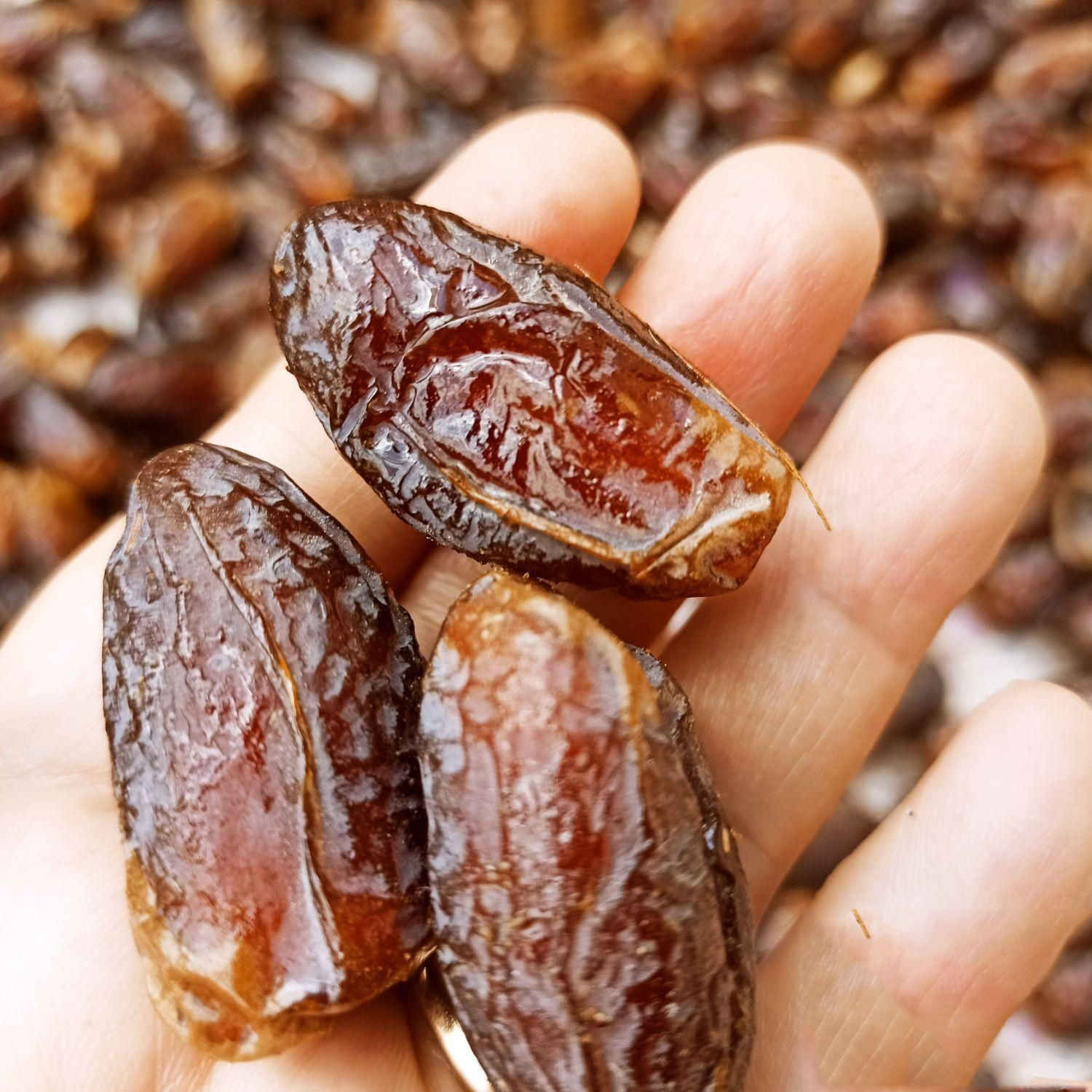 Price and Buy Organic Iranian Shahabi Dried Dates – 1000 grams