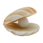 Price and Buy Persian Salt Rock Lamp for Natural Wellness – Perfect Gift for Stress Relief with Shel Design - Image 4