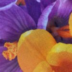 Price and Buy Purple Four Seasons Cotton Scarf – With A Very Beautiful Floral Design - Image 8