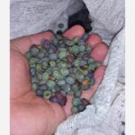 Price and Buy Raw Kurdish Pistachios – Wild Mountain Pistachios, Pistacia Atlantica – 1000 gr - Image 3