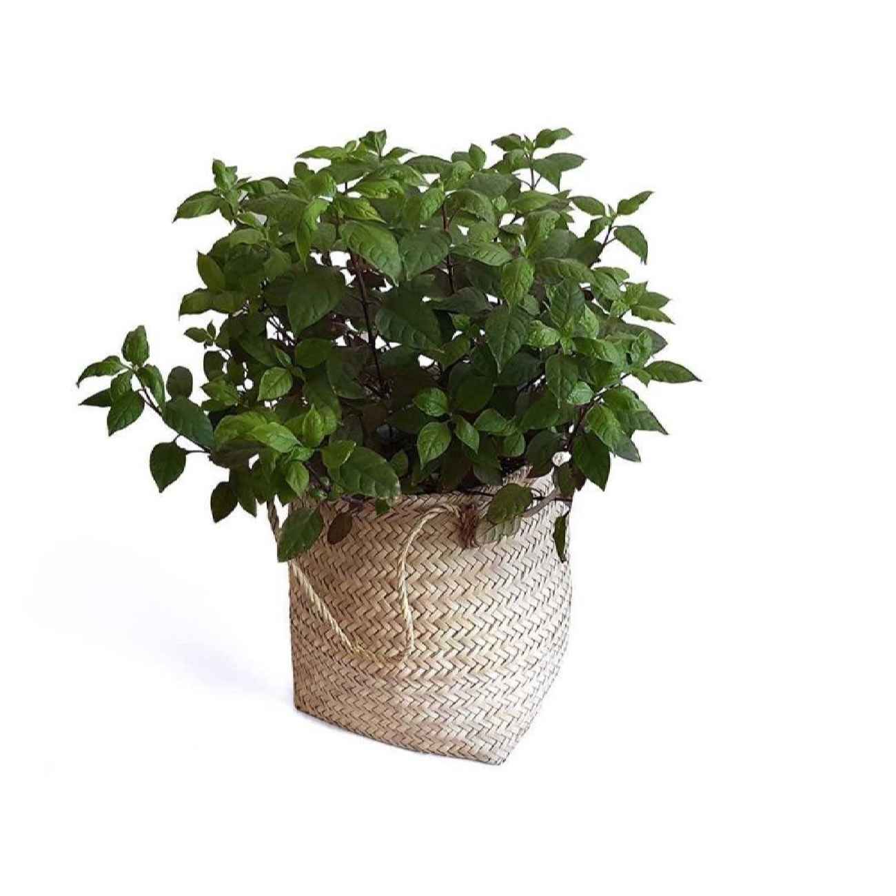 Price and Buy Set of 3 Persian Handwoven Palm Leaf Storage Baskets - Image 6