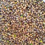 Price and Buy Shelled Kurdish Pistachios – Wild Mountain Pistachios, Pistacia Atlantica – 1000 gr