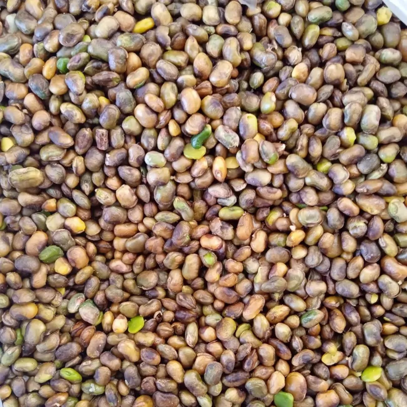 Price and Buy Shelled Kurdish Pistachios – Wild Mountain Pistachios, Pistacia Atlantica – 1000 gr_6901e539cc73c.jpeg Price and Buy Shelled Kurdish Pistachios – Wild Mountain Pistachios, Pistacia Atlantica – 1000 gr - Image 1