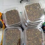 Price and Buy Shelled Kurdish Pistachios – Wild Mountain Pistachios, Pistacia Atlantica – 1000 gr - Image 3