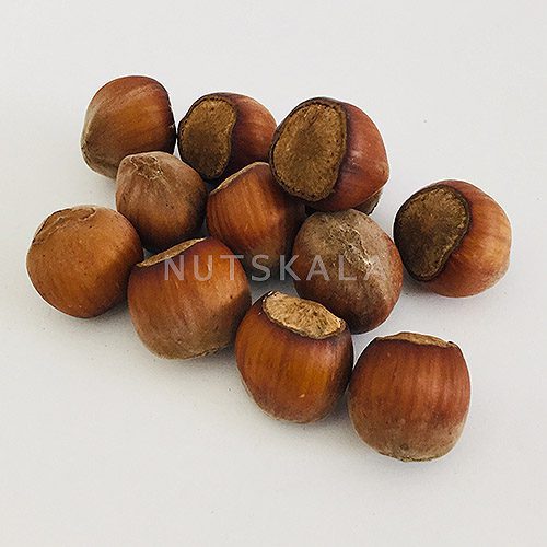 Price and Buy Shelled Raw Persian Hazelnuts – 500 grams - Image 3