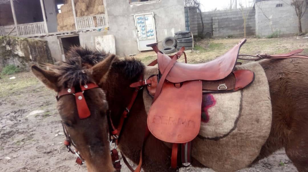 Price and Buy Western Real Leather Saddle bag for Horse – Handcrafted - Image 5